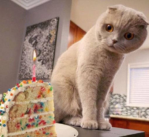 娱乐吃瓜君和折耳猫后续,一场跨界奇遇记